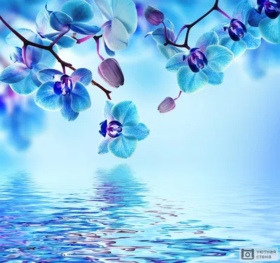 Фотообои \"Голубые орхидеи крупным планом\" - Арт. 170339 | Купить в  интернет-магазине Уютная стена