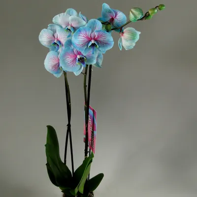 Синие Орхидеи, Цветы и подарки Москва, Московская область, Россия, купить  по цене 6999 RUB, Монобукеты в Привет, Букет! с доставкой | Flowwow