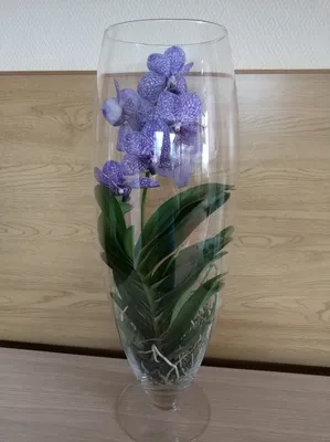 Растения в кашпо : Голубая орхидея + Lechuza Puro Color