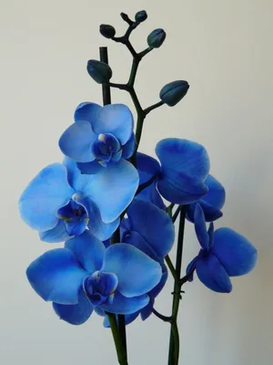 Купить орхидею ванда \"Голубое облако\" в Москве с доставкой