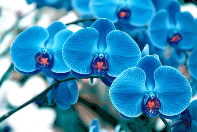 Голубая орхидея Royay Blue – уход и альтернативы цветку - archidea.com.ua