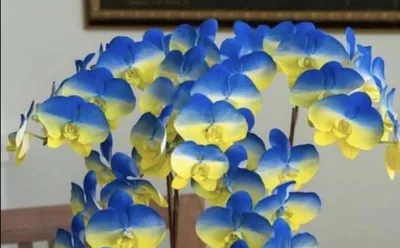 Отдушка Голубая орхидея 50 гр Испания купить по цене 260 руб ☛ Доставка по  всей России Интернет-магазин МылоМания
