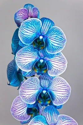 На Тайване вывели новый сорт орхидей – желто-голубые - 24 Канал