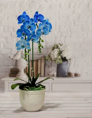 Фотообои Голубые орхидеи на заказ любой размер, код:72 | ЭкоПринт