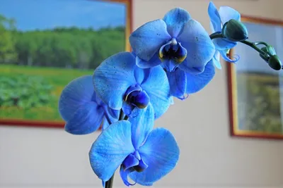 Голубая орхидея фаленопсис из полимерной глины в интернет-магазине Ярмарка  Мастеров по цене 9800 ₽ – EW7JDRU | Композиции, Москва - доставка по России