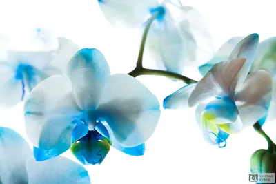 Голубые Орхидеи — какие виды имеют натуральный голубой цвет? | Кругоzоr TV  | Дзен