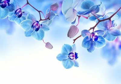Фотообои \"Голубые орхидеи\" - Арт. 170133 | Купить в интернет-магазине  Уютная стена