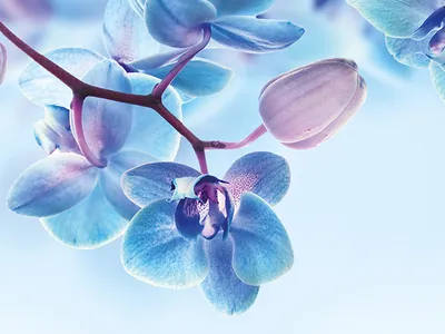 Голубые орхидеи\" Фтообои на стену. Фотопечать для шкафа купе. Стеклянные  панели. Купить.