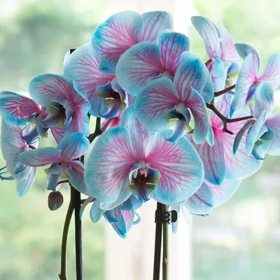 Голубой королевский фаленопсис.Голубые орхидеи | Всё будет хорошо! |  Фотострана | Пост №2441035810