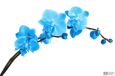 29 синих орхидей в букете за 5 790 руб. | Бесплатная доставка цветов по  Москве
