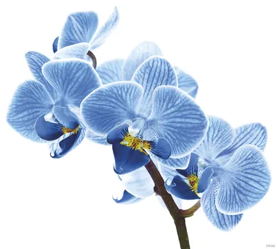 голубые орхидеи стоковое фото. изображение насчитывающей изолировано -  8777126