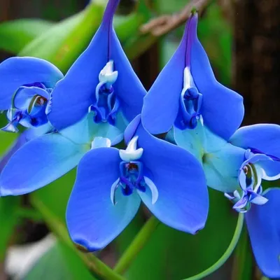 Фотообои \"Ветка голубой орхидеи\" - Арт. 170183 | Купить в интернет-магазине  Уютная стена