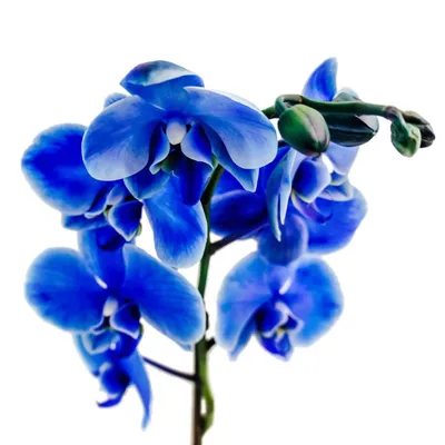 Что мы знаем о синей орхидее | В ЖИЗНИ это ПРИГОДИТСЯ | Дзен