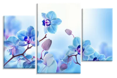 Фото Бабочки орхидея голубая цветок животное