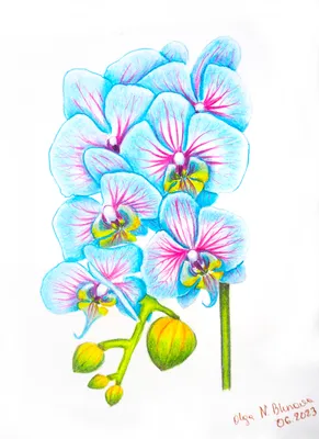 голубые орхидеи стоковое фото. изображение насчитывающей желтый - 90289318