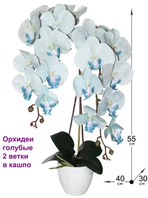 Синие орхидеи в природе - 57 фото