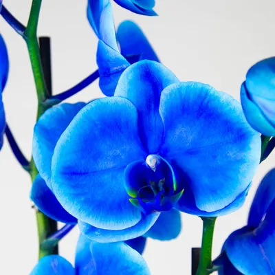 Синяя орхидея купить в интернет-магазине