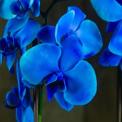 Купить картину Голубые орхидеи 3 – Из пяти частей в Киеве, доступная цена в  Украине: фото, описание | Интернет-галерея «Print4you»