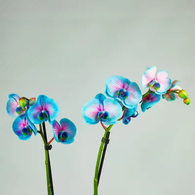 Купить голубую Орхидею 9 соцветий HQ в Москве