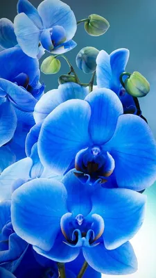 голубые орхидеи стоковое изображение. изображение насчитывающей цветень -  8059559
