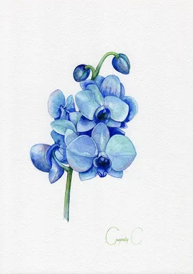 Орхидея фаленопсис Королевский голубой | купить в Москве с доставкой
