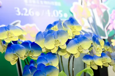 Голубая орхидея купить в интернет-магазине