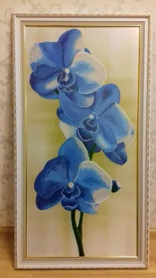 Голубые орхидеи в цветочных горшках Редакционное Изображение - изображение  насчитывающей завод, орхидея: 106905425