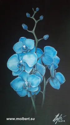 Голубые орхидеи не настоящие? | CRAZY CVET | Дзен