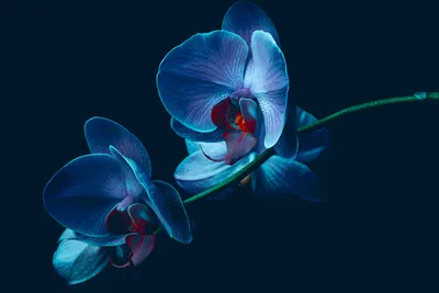 Модульная картина Голубые орхидеи арт. 4-3