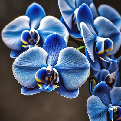 Голубые орхидеи в природе - 55 фото