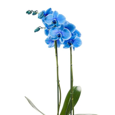 Как сделать голубую орхидею за две минуты - YouTube