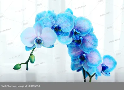 Картина вышита бисером синие орхидеи голубые цветы орхидея на подарок: 2  000 грн. - Подарунки на день народження Київ на Olx