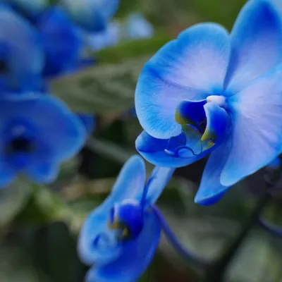 Голубые орхидеи в природе - 55 фото