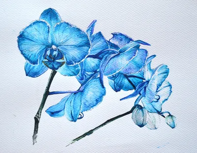 Голубые орхидеи на черно-синем фоне…» — создано в Шедевруме