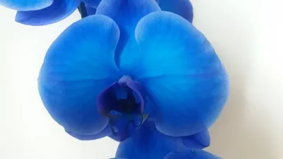 Купить Орхидея Фаленопсис Королевский Голубой 2 ствола в Москве