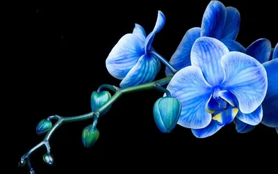 Бело-синие орхидеи в коробке от 29 шт. за 7 390 руб. | Бесплатная доставка  цветов по Москве