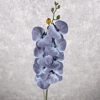 Скачать обои макро, размытость, голубые, орхидеи, macro разрешение  1024x1024 #240571