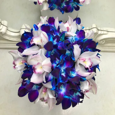 Купить цветы в коробке Venus in Fleurs Бело-синие орхидеи в коробке 811985,  цены на Мегамаркет | Артикул: 600008839905