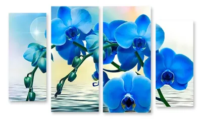 голубые орхидеи стоковое изображение. изображение насчитывающей цветки -  488011