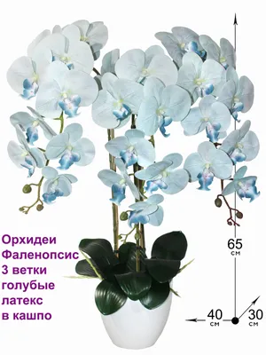 Откуда берутся голубые орхидеи? Тайна волшебных превращений | Хобби Мания |  Дзен