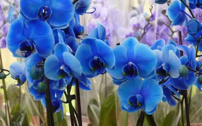 Синие орхидеи в природе - 57 фото