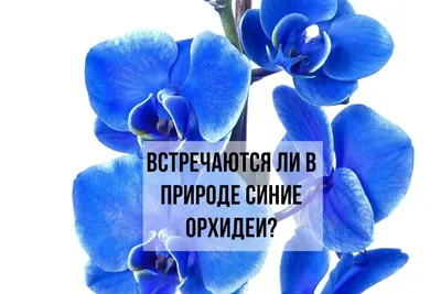 Орхидея искусственная сине-голубого цвета.Искусственные орхидеи купить
