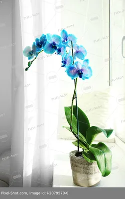Модульная картина 1719 \"Синие орхидеи\" – фото в интерьере | Купить, цена 9  220 руб.