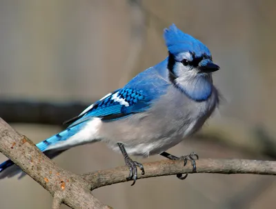 Голубые птицы фото фото
