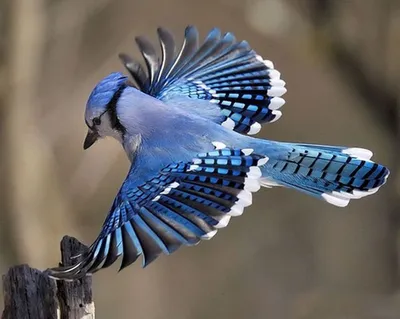Птицы ярко синего цвета - 70 фото