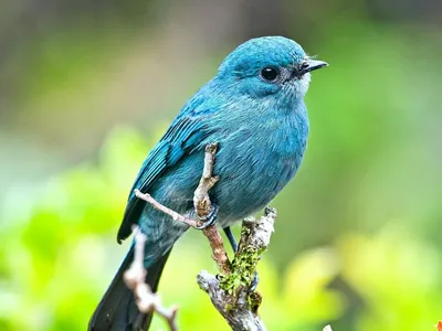 Синие птицы названия - картинки и фото poknok.art
