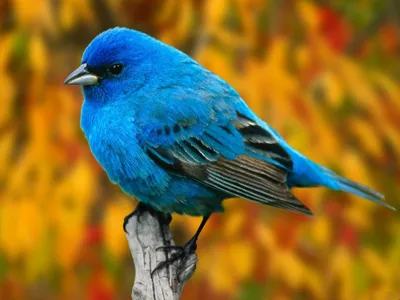Голубые птицы - картинки и фото poknok.art