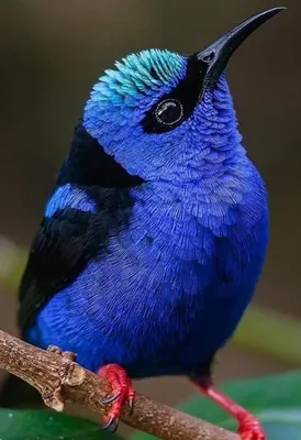 Обои австралия, птица, птичка, голубая, синяя, природа, животное, зеленый,  глаза, ветка, Cafe Poet, Australia, bird, blue, nature, green, animal,  blue, eyes, branch, Животные #1347