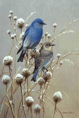 Серая птица с голубыми крыльями - 70 фото