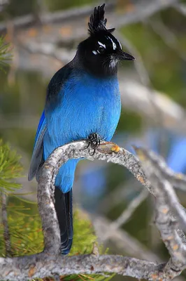 Красивая голубая птица с красным животом садясь на насест на ветви дерева  сверх Стоковое Фото - изображение насчитывающей муха, молочница: 132137450